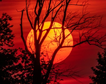Fotografía de naturaleza