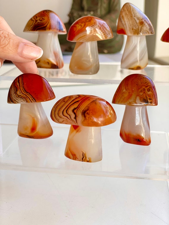 Sardonyx Mushrooms Sardonyx Mushrooms