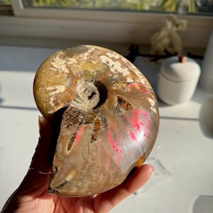 Gorgeous Red Flash Fossilized Ammonite 550g 13x11x2cm 19.4oz 5.1x4.3x0.8in Red Opalized Ammonite