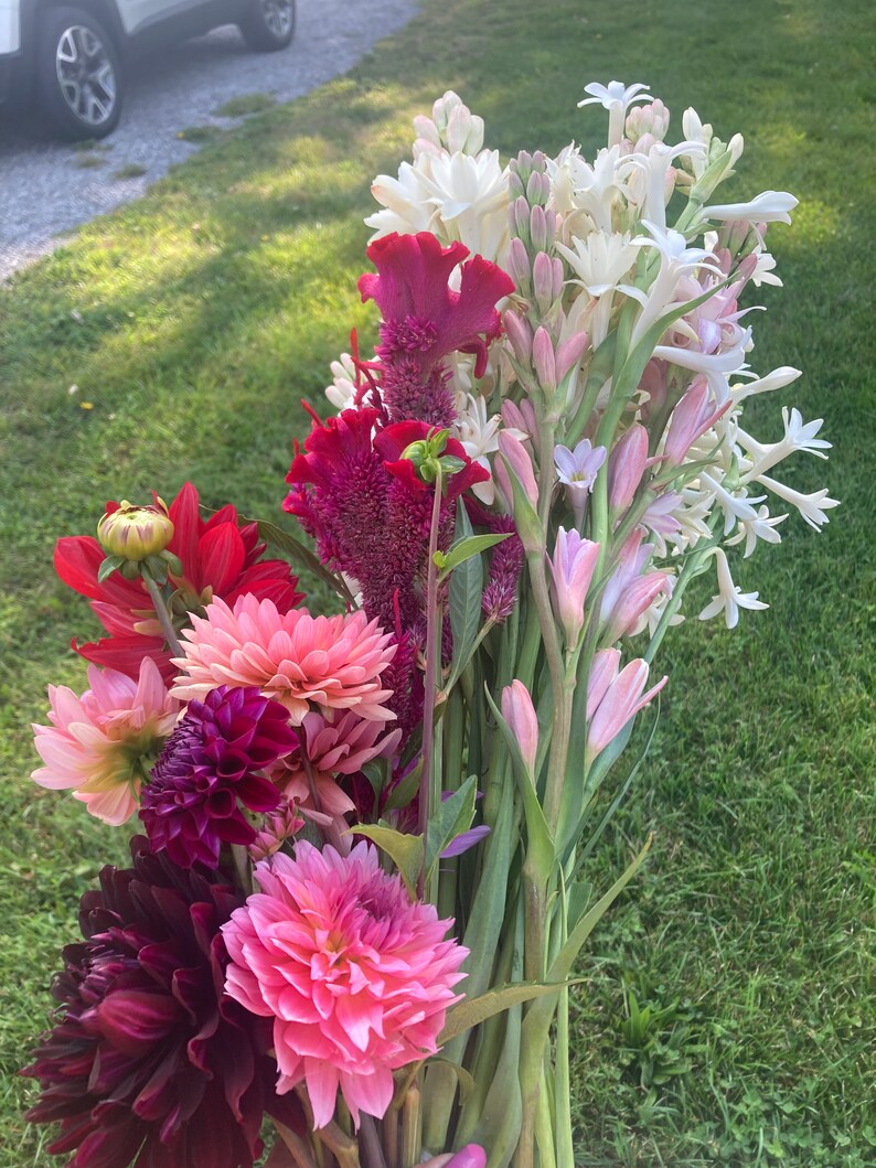 5 Rare Double Pink Sapphire Tuberose Etsy