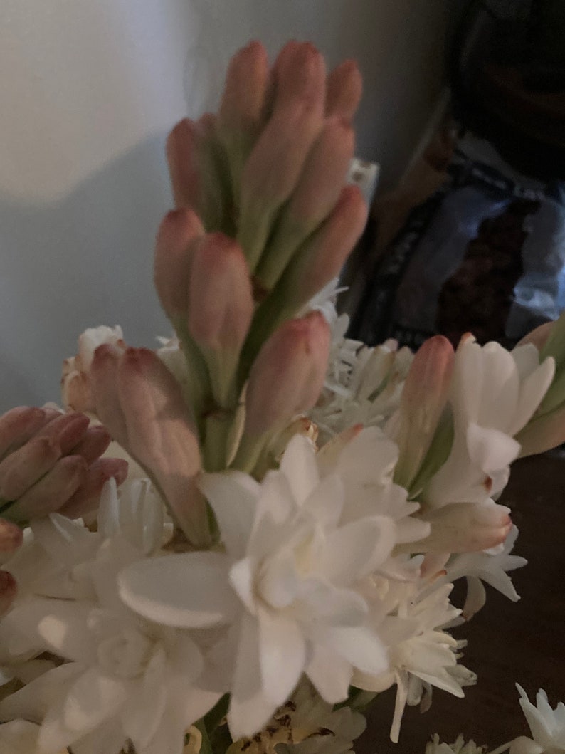 5 Double Tuberose Bulbs HEALTHY Etsy