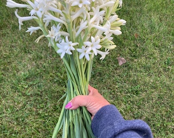 GIGANTIC Tuberose Bulb Organic Healthy Stunning