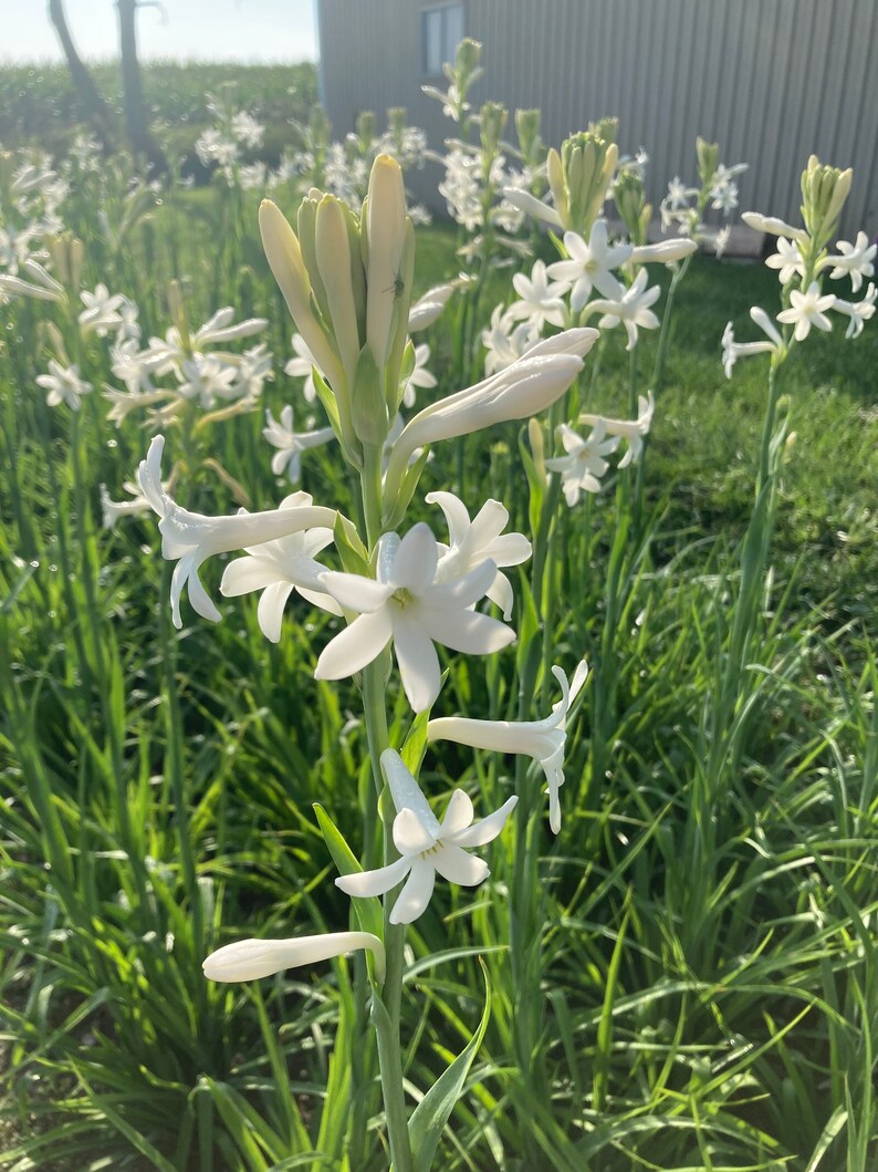 5 LARGE TUBEROSE BULBS Fresh and Stunning Etsy