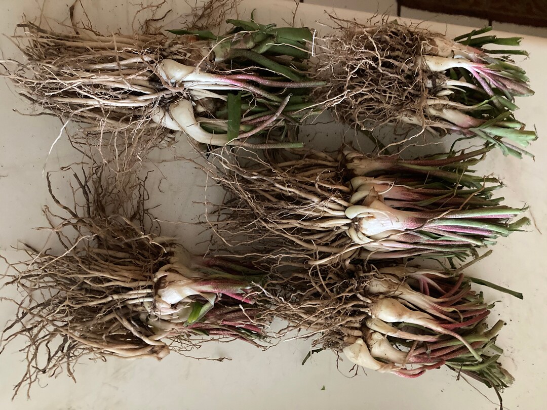 5 LARGE TUBEROSE BULBS Fresh and Stunning Etsy