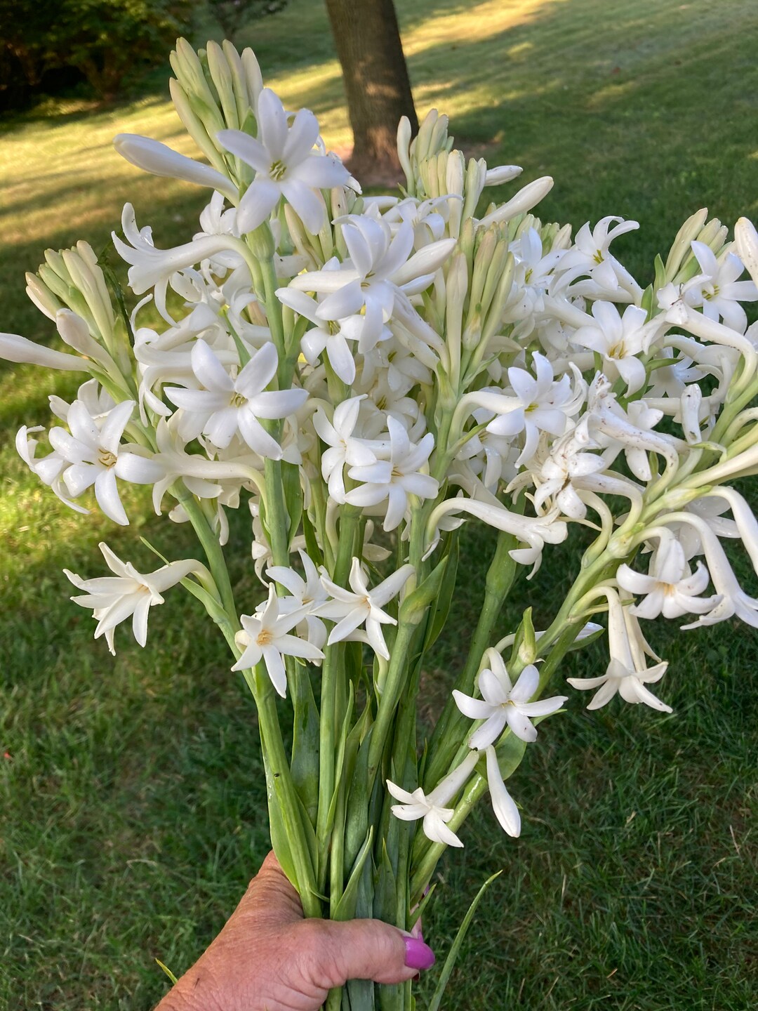 5 Large Single White Tuberose Bulbs Etsy