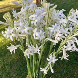 5 Large Single White Tuberose Bulbs