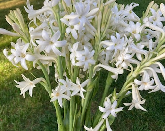 5 Large Single White Tuberose Bulbs