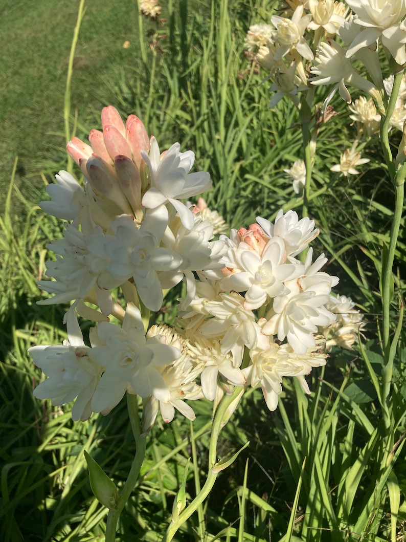 Large Double Tuberose Clump Stunning Cut Flower Etsy