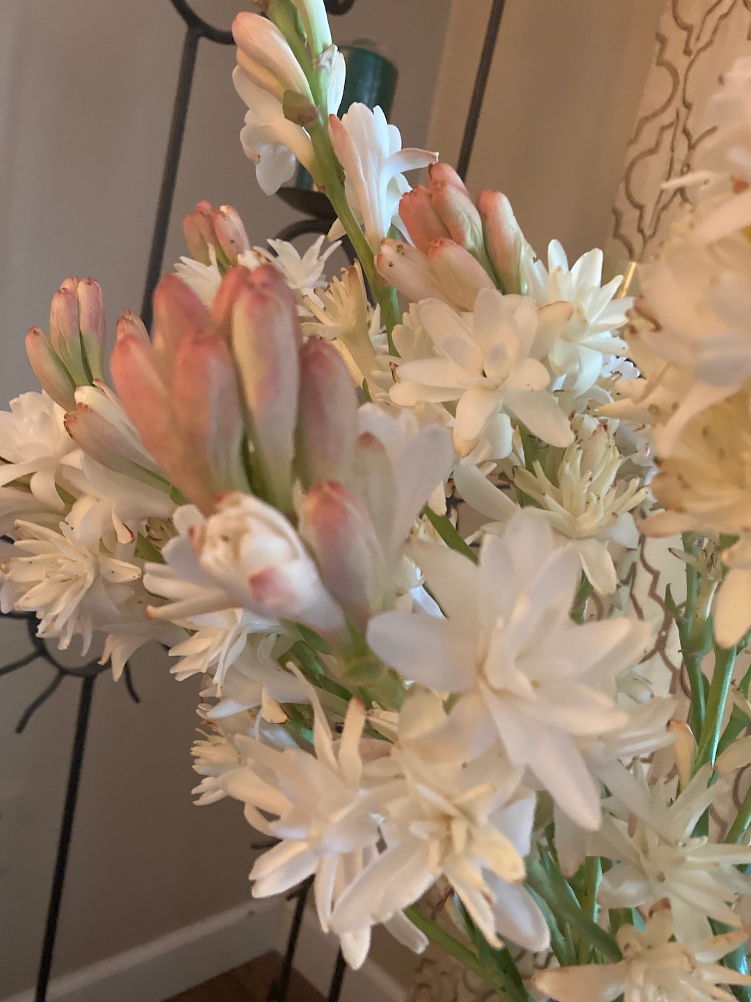 5 Double Tuberose Bulbs HEALTHY Etsy