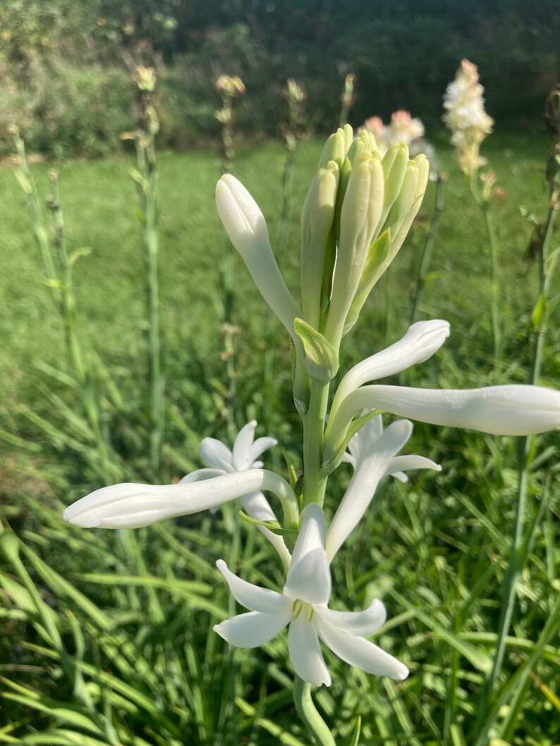 GIJohn LindseyC Tuberose Bulb Organic Healthy Stunning Etsy