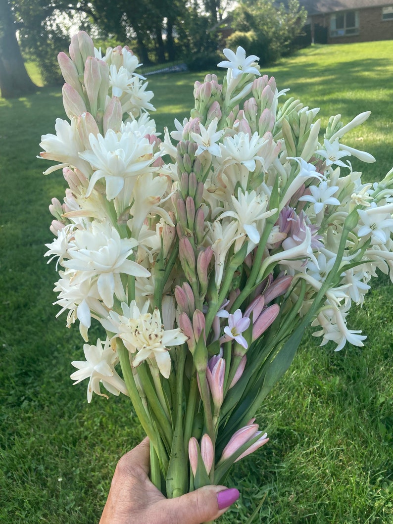 5 Double Pearl White Tuberose Etsy
