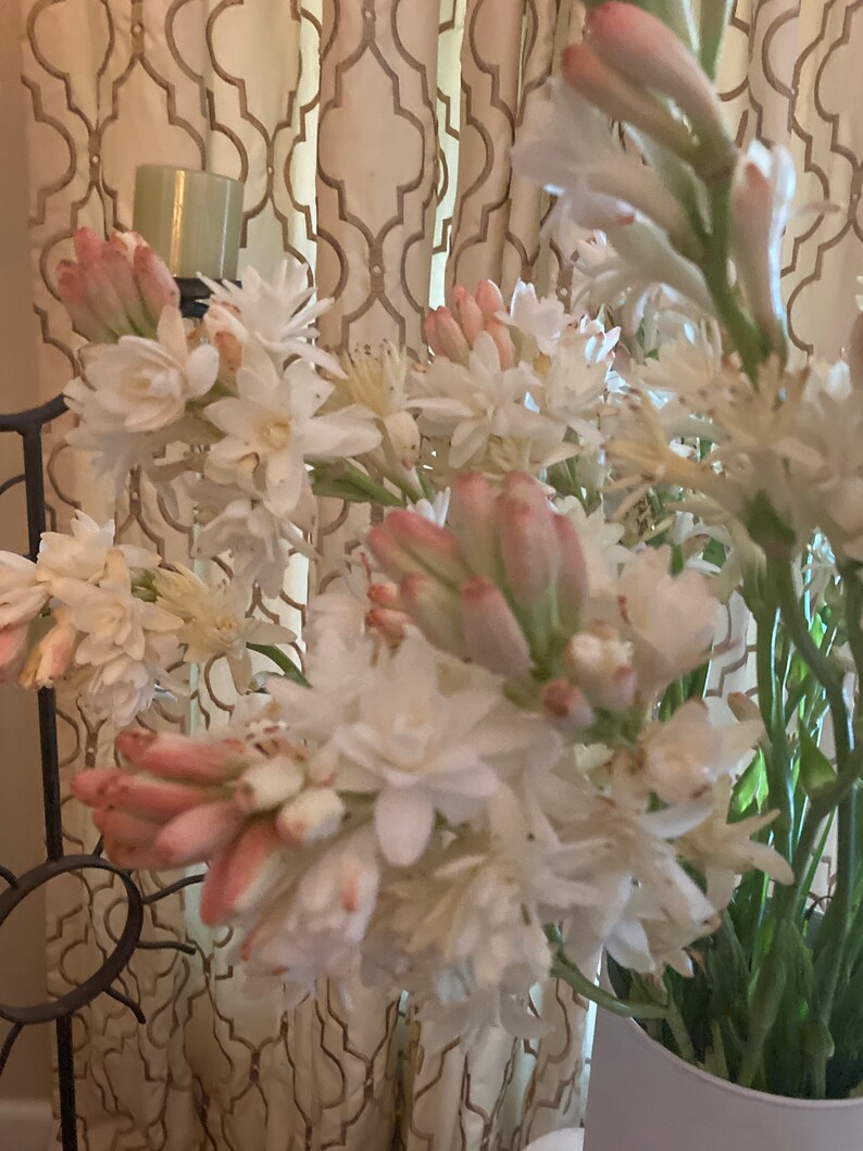 LARGE Double Tuberose Clump Stunning Cut Flower Etsy