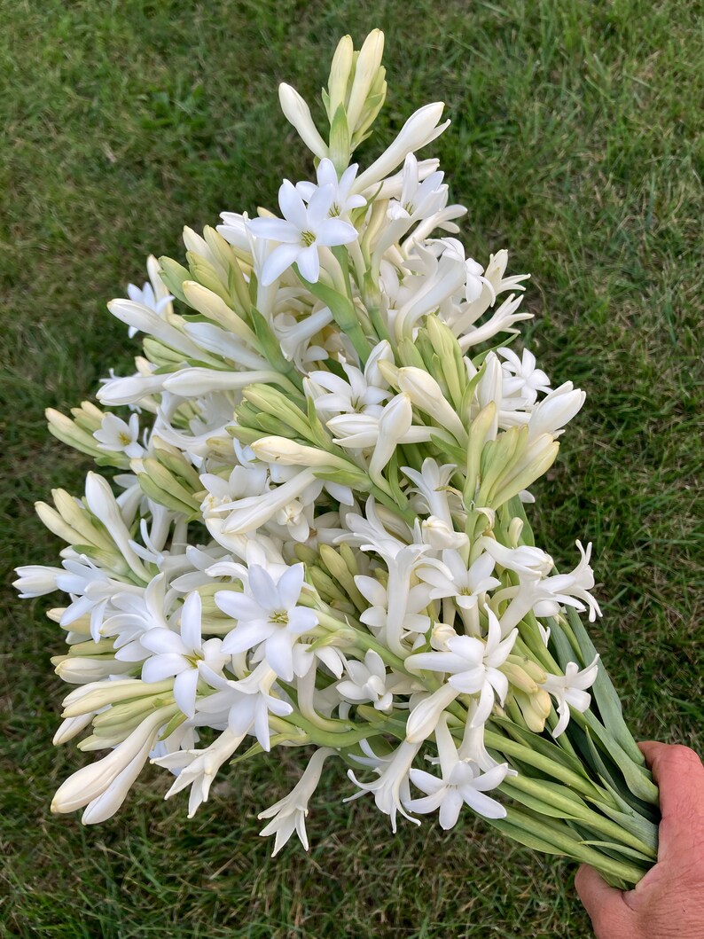 GIGANTIC Tuberose Bulb Organic Healthy Stunning Etsy