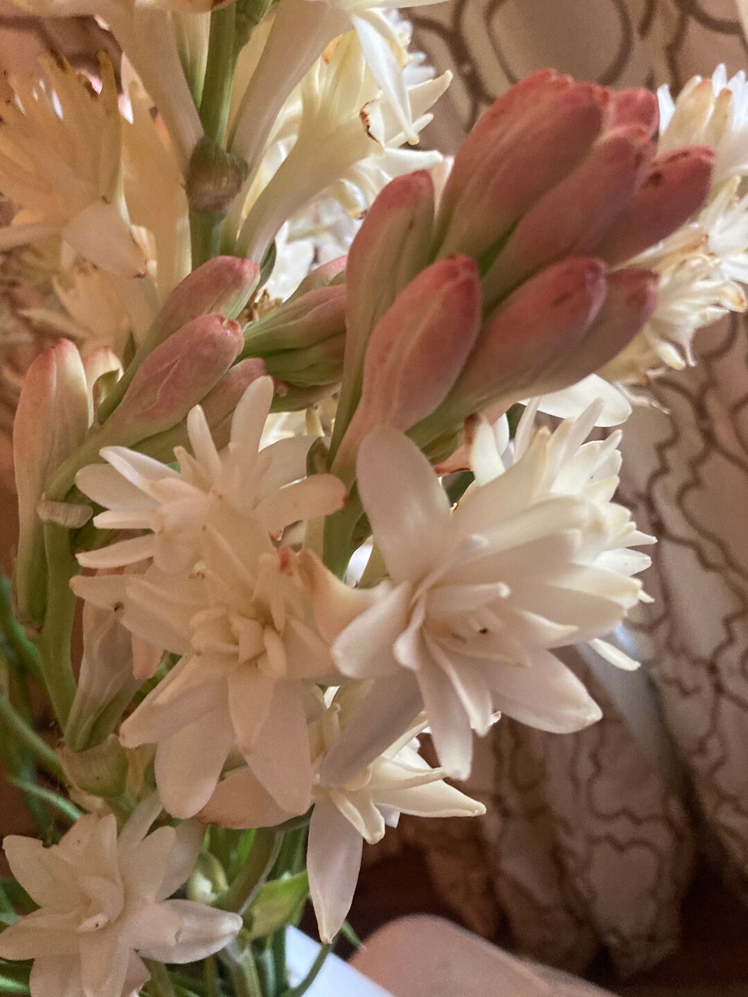 Large Double Tuberose Clump Stunning Cut Flower Etsy