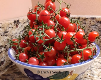 60 Everglades Tomato Seeds - Freshly Prepared October 2023