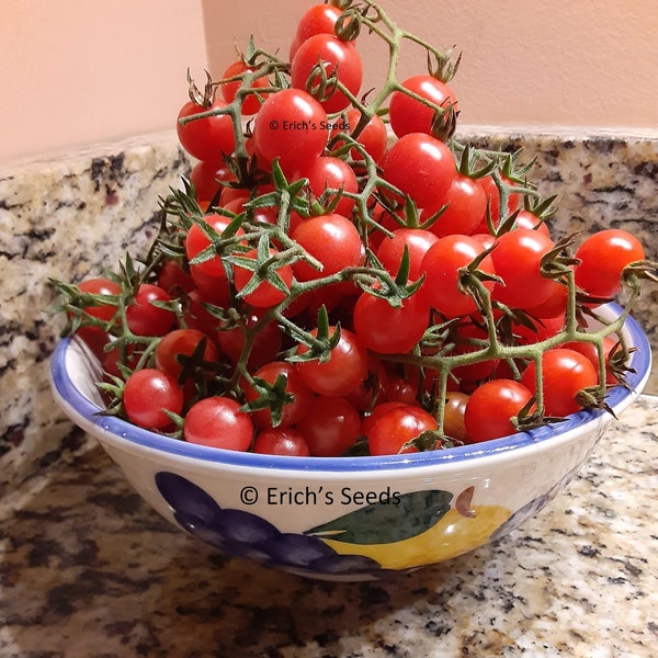 60 Everglades Tomato Seeds - Freshly Prepared October 2023