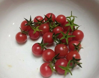 30 Everglades Tomato Seeds grown in Florida