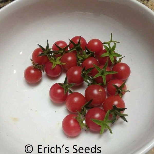 Organic Tomato Seed Etsy