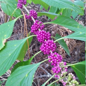 200 American Beautyberry Seeds - Fresh Seeds processed in September 2023