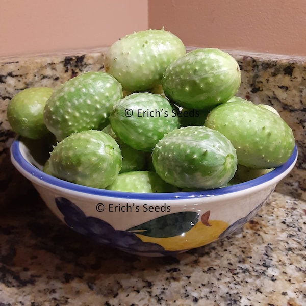 30 West Indian Burr Gherkin Seeds Heirloom cucumbers