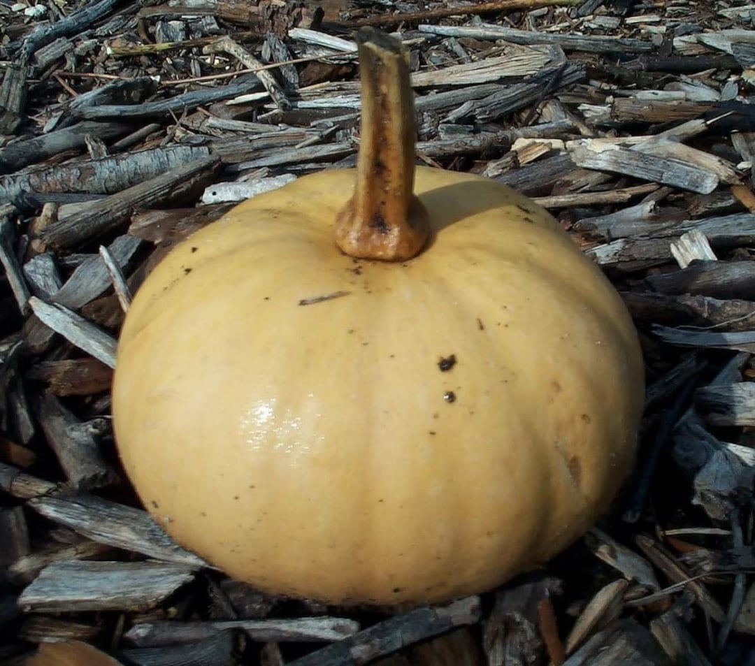 15 Seminole Pumpkin Seeds Organic BONUS Growing & Cooking Instructions