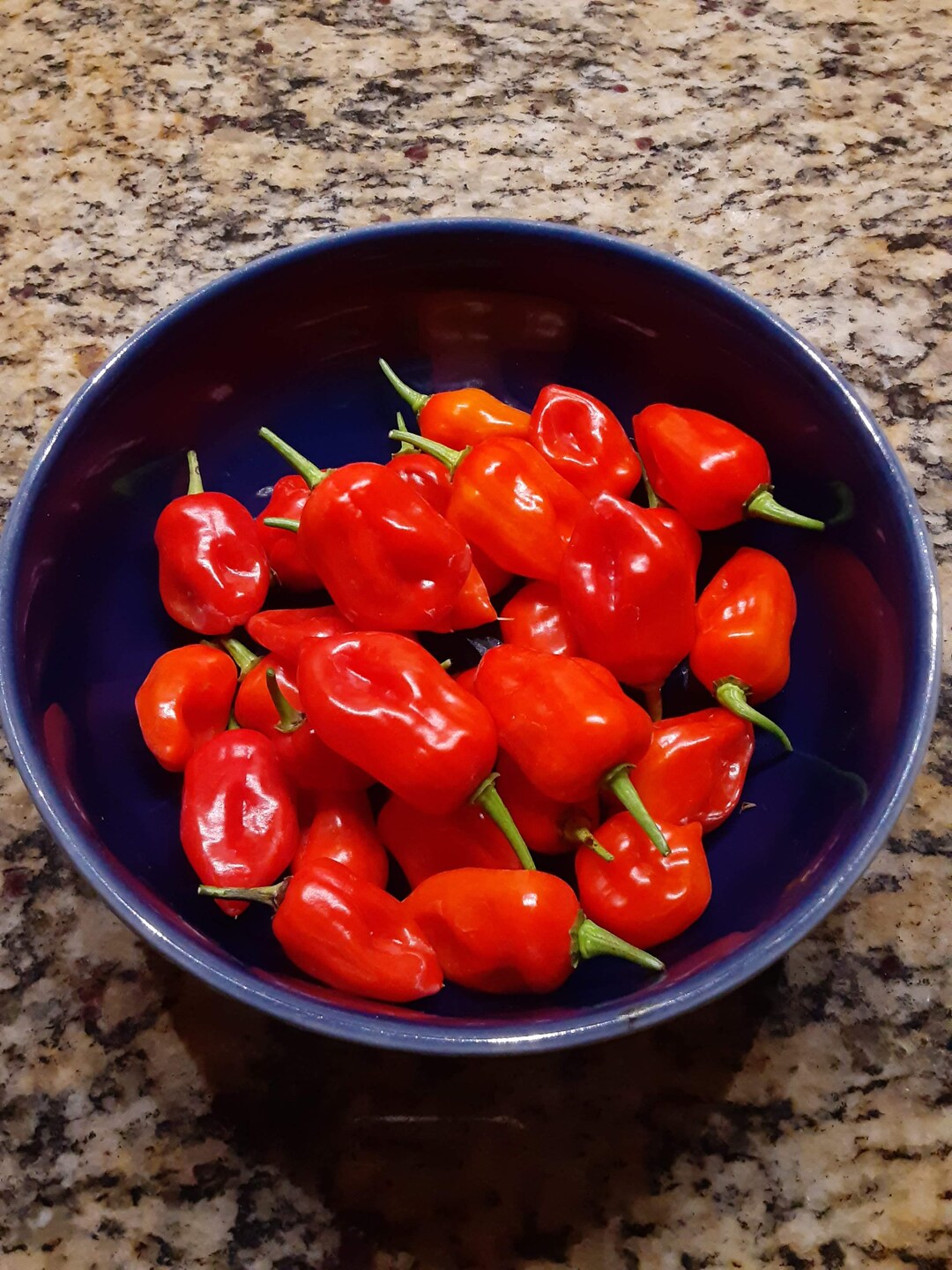 Sweet Datil Pepper Seeds Florida Grown Like a Datil but Without the Heat Etsy