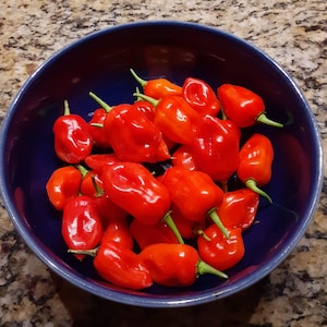 30+ Sweet Datil Pepper Seeds - Florida Grown - Like a Datil but without the Heat