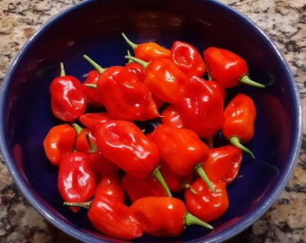 30+ Sweet Datil Pepper Seeds - Florida Grown - Like a Datil but without the Heat