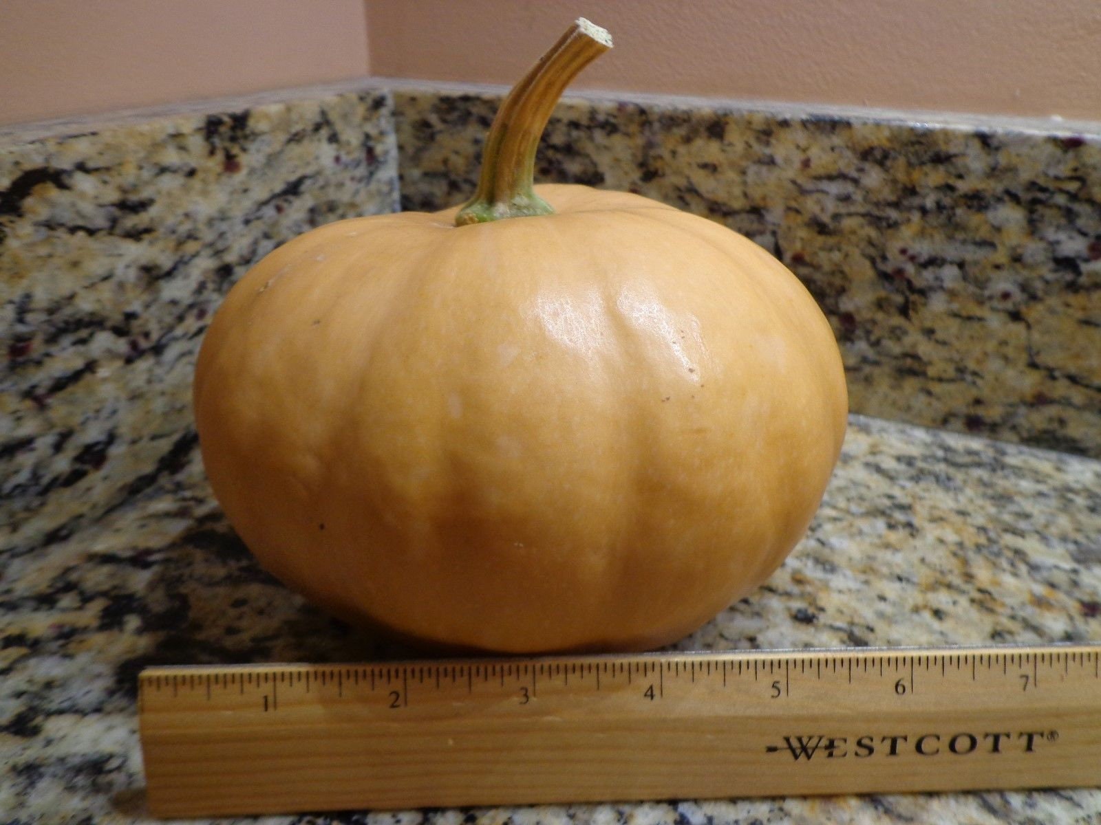 15 Seminole Pumpkin Seeds Organic BONUS Growing & Cooking Etsy