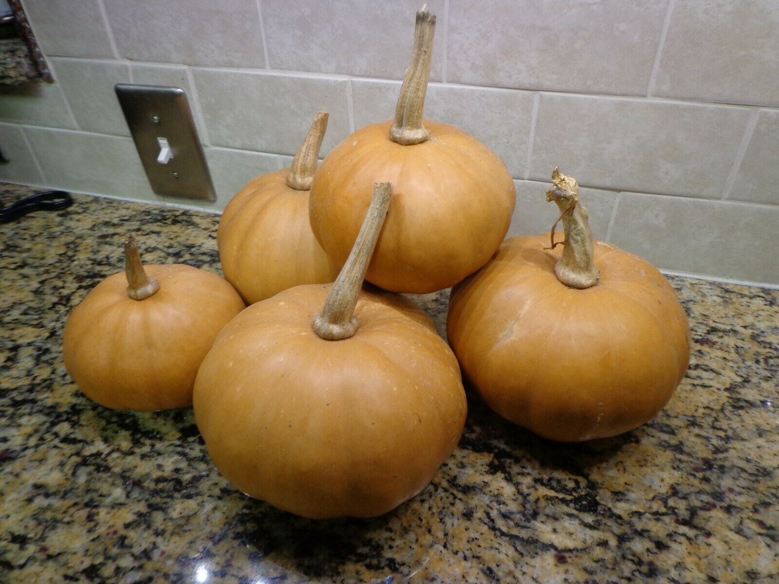 15 Seminole Pumpkin Seeds Organic BONUS Growing & Cooking Etsy