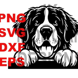 Sankt Bernhardshund kikar SVG PNG Clipart hundmamma kommersiell användning kikar hund klippfil DXF eps Sankt Bernhardshundmamma hundpappa
