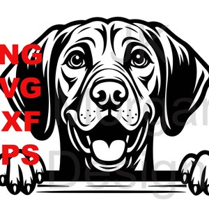 Perro Viszla mirando SVG PNG Mamá Viszla Uso comercial Papá Archivo de corte DXF eps Perro Mamá Viszla Papá