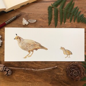 Quail mother and chick-Fine Art Print
