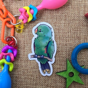 Eclectus Parrot (mâle) - sticker vinyle découpé imperméable haut de gamme | Cadeau stationnaire mignon d'oiseau de perroquet de Nouvelle-Guinée australie