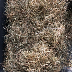 2nd cut Timothy Hay| 2 pounds/ 32 ounces