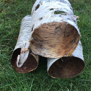 Birch Bark Tunnels