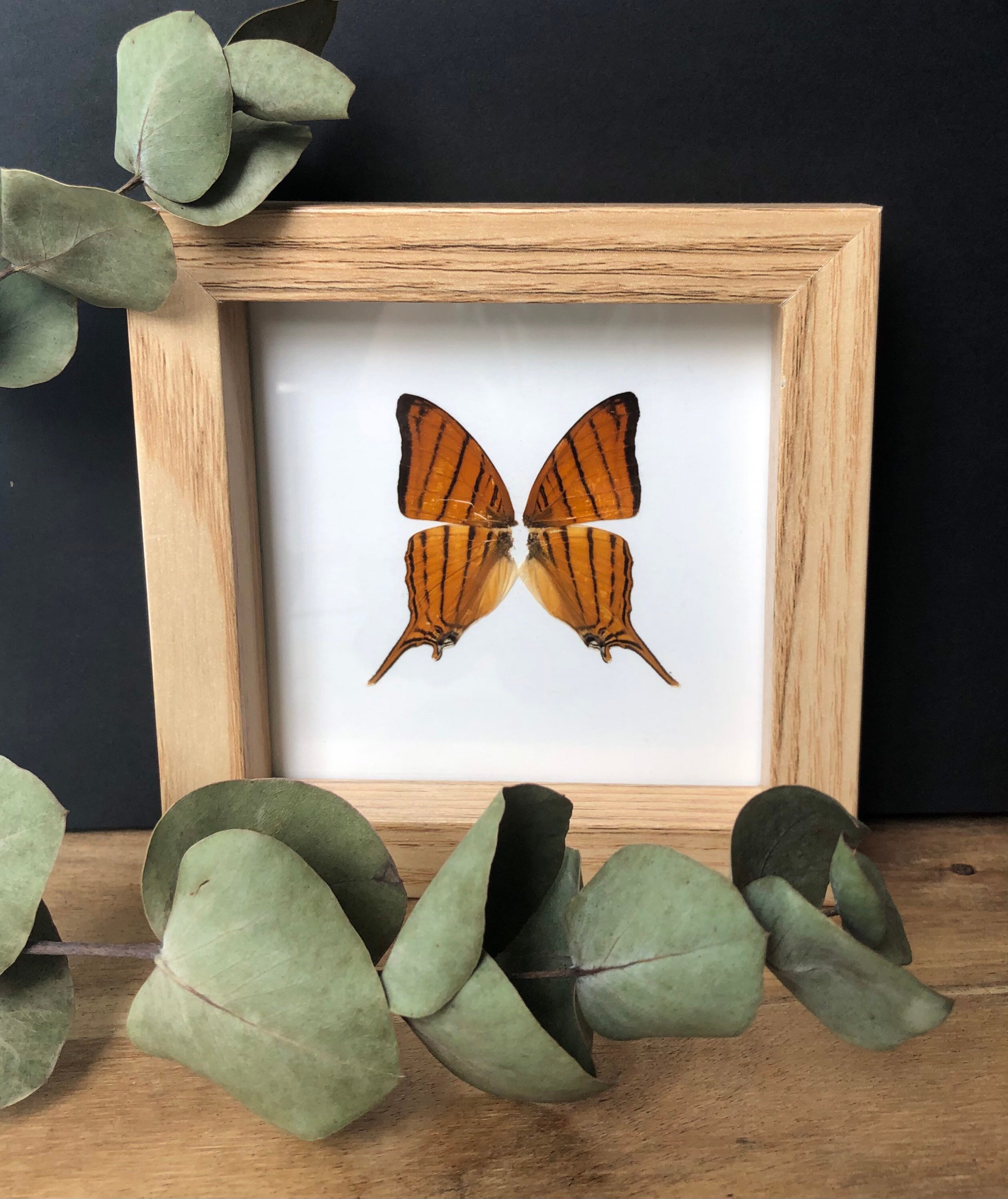 Cadre avec de Véritables Ailes Papillons