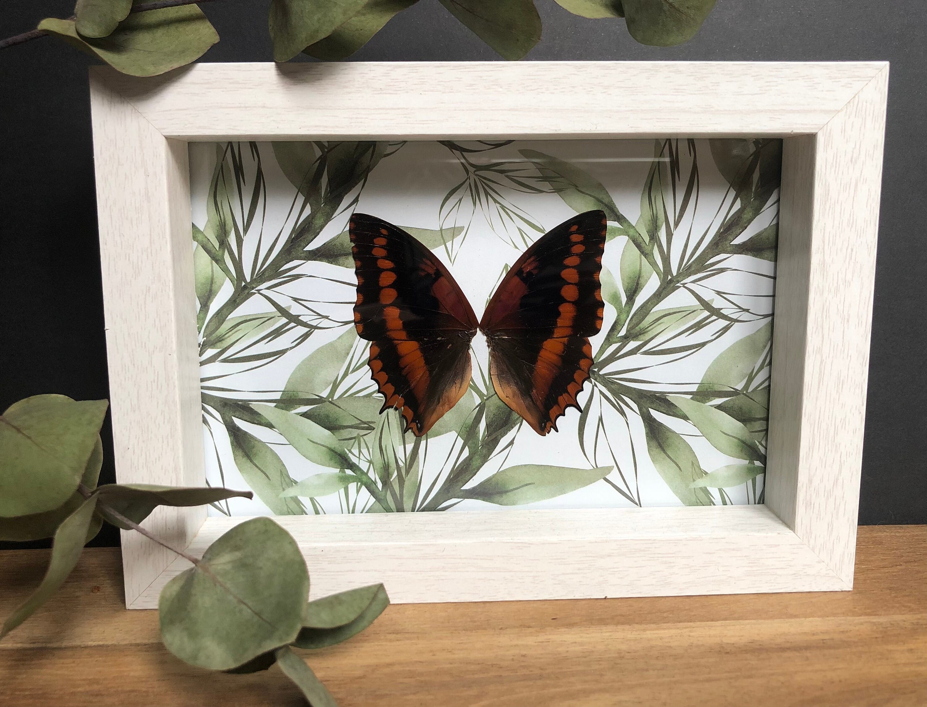 Cadre avec de Véritables Ailes Papillons