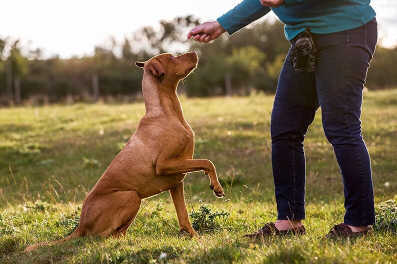 Może przedstawiać: Brązowy pies siedzi na tylnych łapach z uniesioną przednią łapą i patrzy w g&oacute;rę na osobę trzymającą smakołyk. Pies znajduje się na trawiastym polu z drzewami w tle.