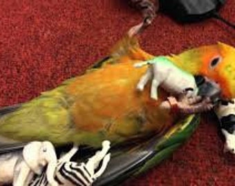 Birds ;) costume for sun conures, macaws, african greys, green cheeks, parrots, amazons, blue fronted, etc