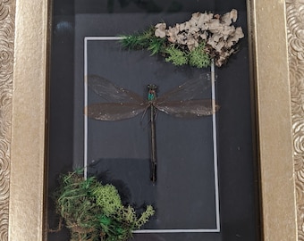 Framed Green Dragonfly