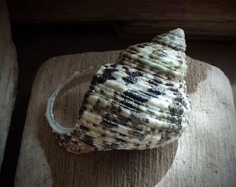 Portal of Celestial Seas | Jewel of the Mermaid | Magick SeaShell Ring | Spirit Companion