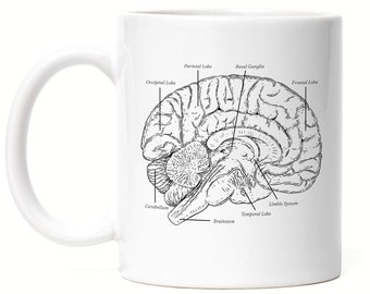 Brain Cup White Nervous System Right Left Brain Memory Brain Nerves Brain Cells Logic Medicine Study