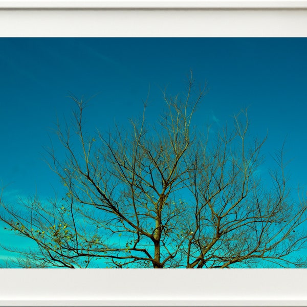 A tree without leaves night mode photo | A tree with dry branches