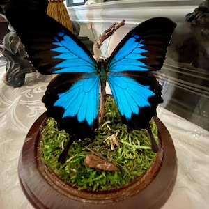 Eine prachtvolle Darstellung eines echten Papilio Telegonosen in einer 17 x 15 cm großen Glasglocke mit Holzfuß. Alles aus nachhaltigen Rohstoffen.