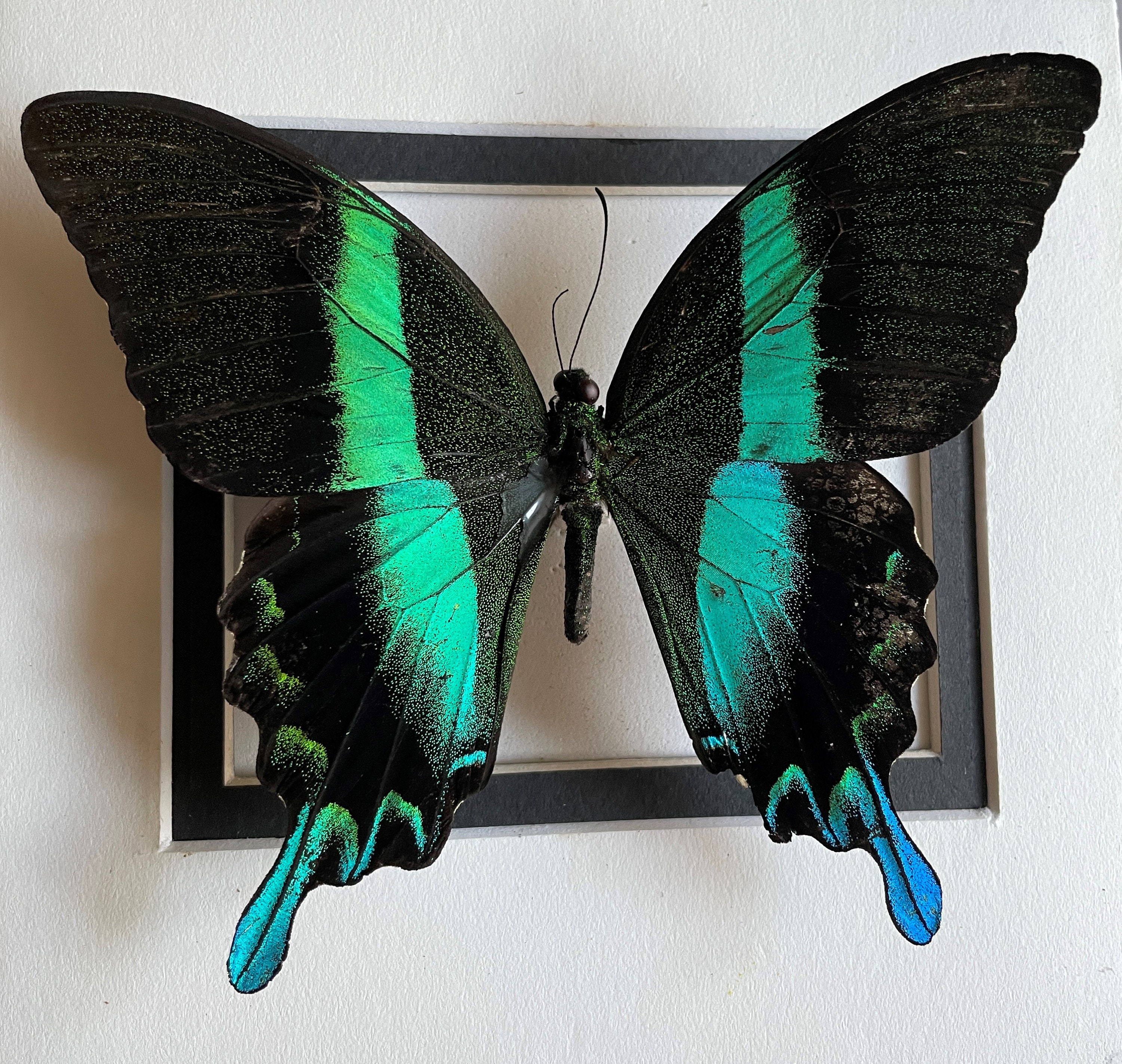 A Real Papilio Blumei Peacock Butterfly Framed and Beautifully