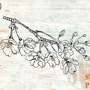 Linie gezeichneter Kirschblütenzweig SVG, handgezeichnete Kirschblumen Sakura Flower svg