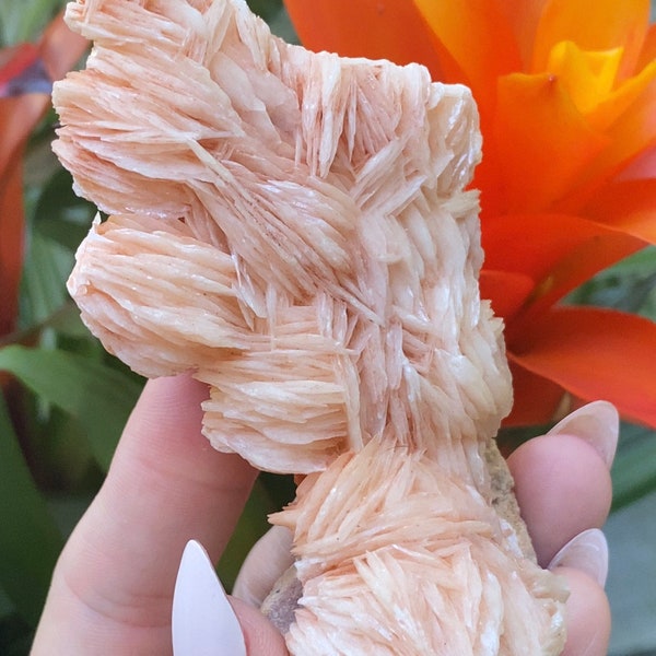 4.1” Pink Bladed Barite