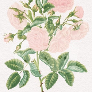 Vintage Rose Flower Clipart Illustration &quot;Rosa Alba&quot; Digital Image Instant Download Wedding Invitations, Crafts, Scrapbook, Valentine PNG