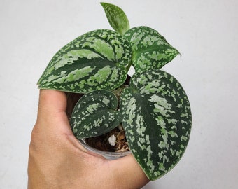 Scindapsus Tricolor Dark